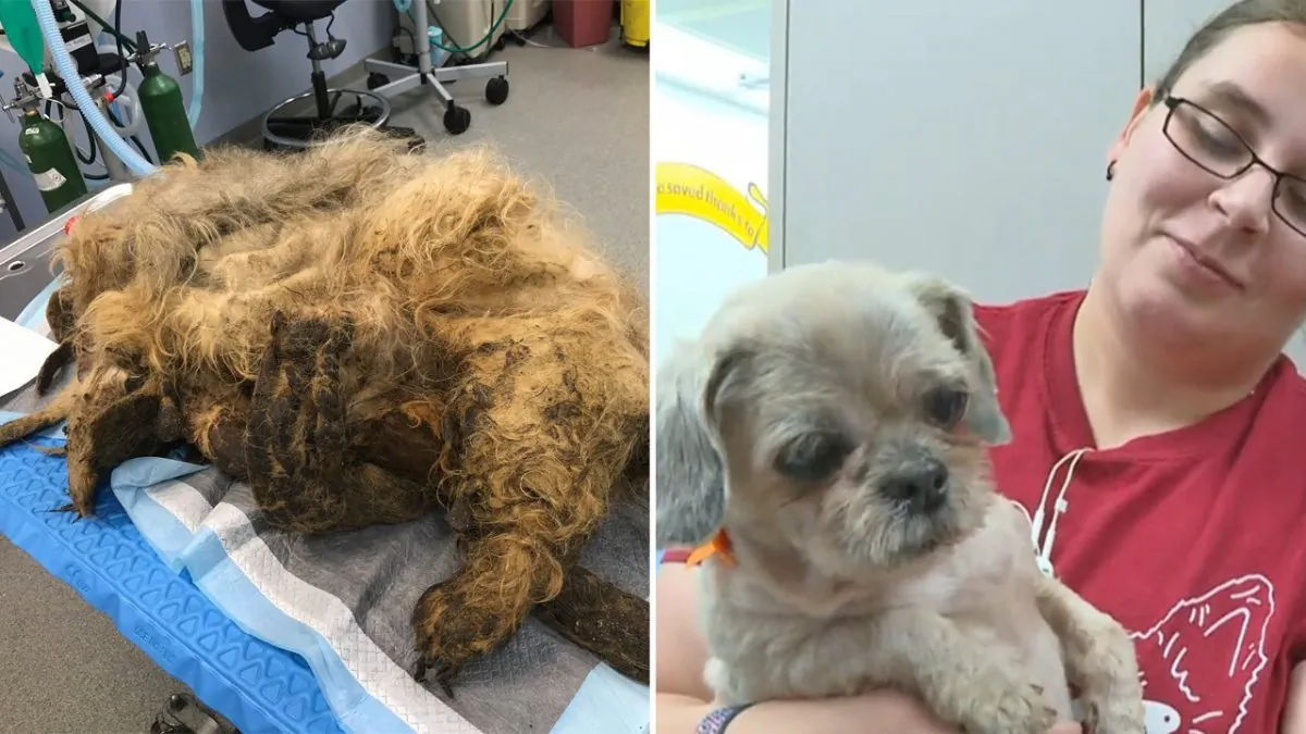 The Nebraska Humane Society saved a neglected dog in a case which they called "the worst case of matting ever seen." (WOWT)