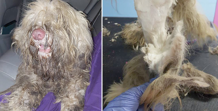 Lady Opens Salon at Midnight to Give Severely Matted Stray
