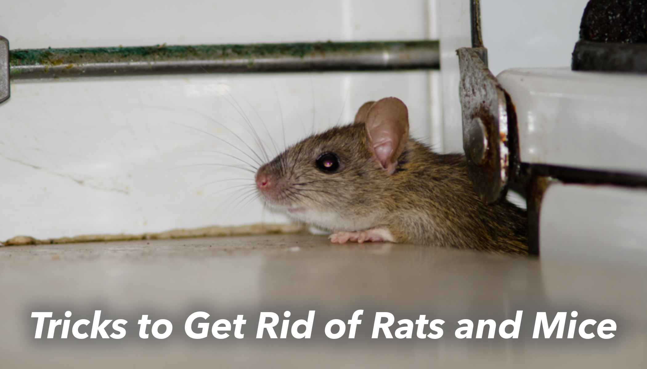 10 Cruelty Free Hacks To Drive Out Mice And Rats From Your Home,Call Center Work From Home Philippines