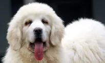 Video of Embarrassed Puppy Confronted Over Chewed Sandal Goes Viral
