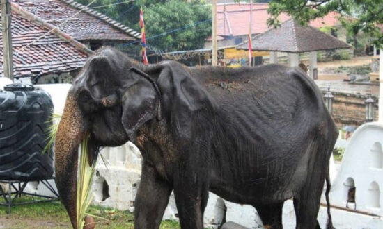 Emaciated Elderly Elephant Dies 1 Month After Parade Photos Go Viral
