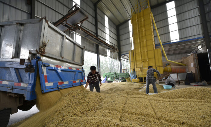 Workers are seen next to a truck unloading harvested soybeans at a farm in Chiping County, Shandong Province, China on Oct. 8, 2018. (Reuters)