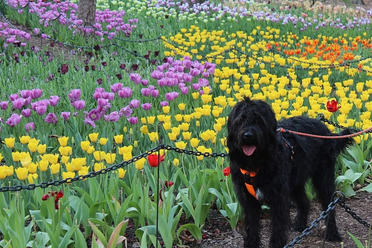 A Labradoodle (Creative Commons Attribution-Share Alike 4.0 International license_