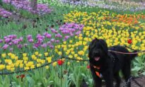 Labradoodle Breed Creator Says He Created ‘Frankenstein’s Monster’