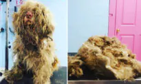 Lady Opens Salon at Midnight to Give Severely Matted Stray Dog an Emergency Grooming