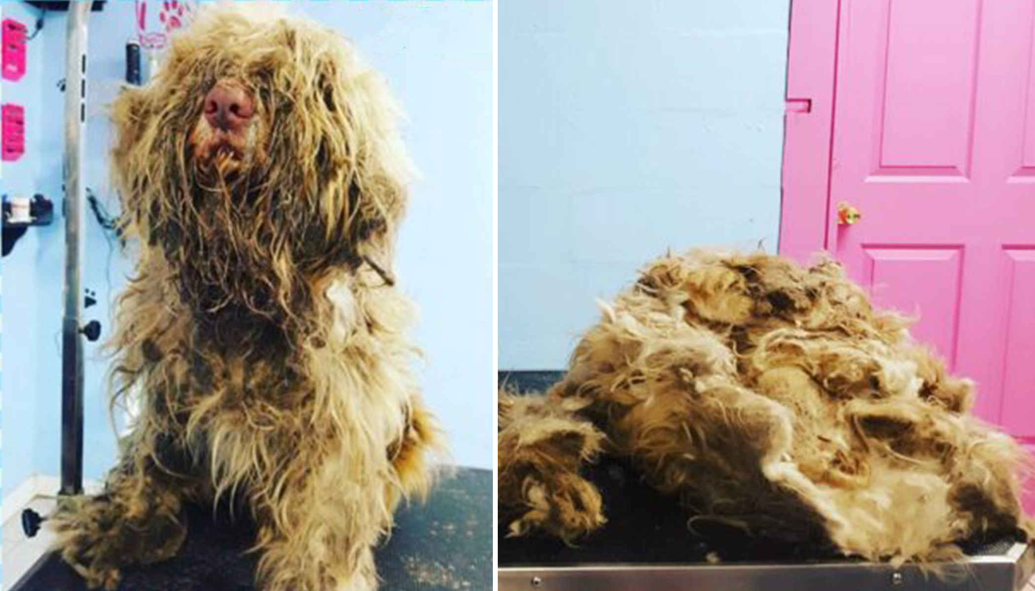 Lady Opens Salon at Midnight to Give Severely Matted Stray Dog an