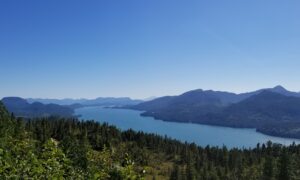 Federal Judge Blocks Logging in Alaska’s Tongass National Forest