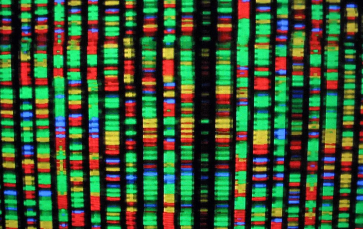 A digital representation of the human genome at the American Museum of Natural History in New York City on Aug. 15, 2001. (Mario Tama/Getty Images)