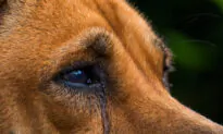 3 Arrested in Louisiana After Dog Found With Legs ‘Sawed Off’