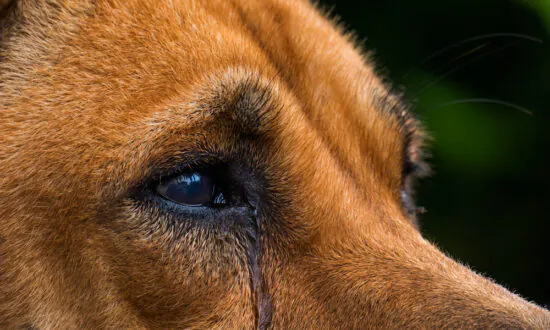 3 Arrested in Louisiana After Dog Found With Legs ‘Sawed Off’