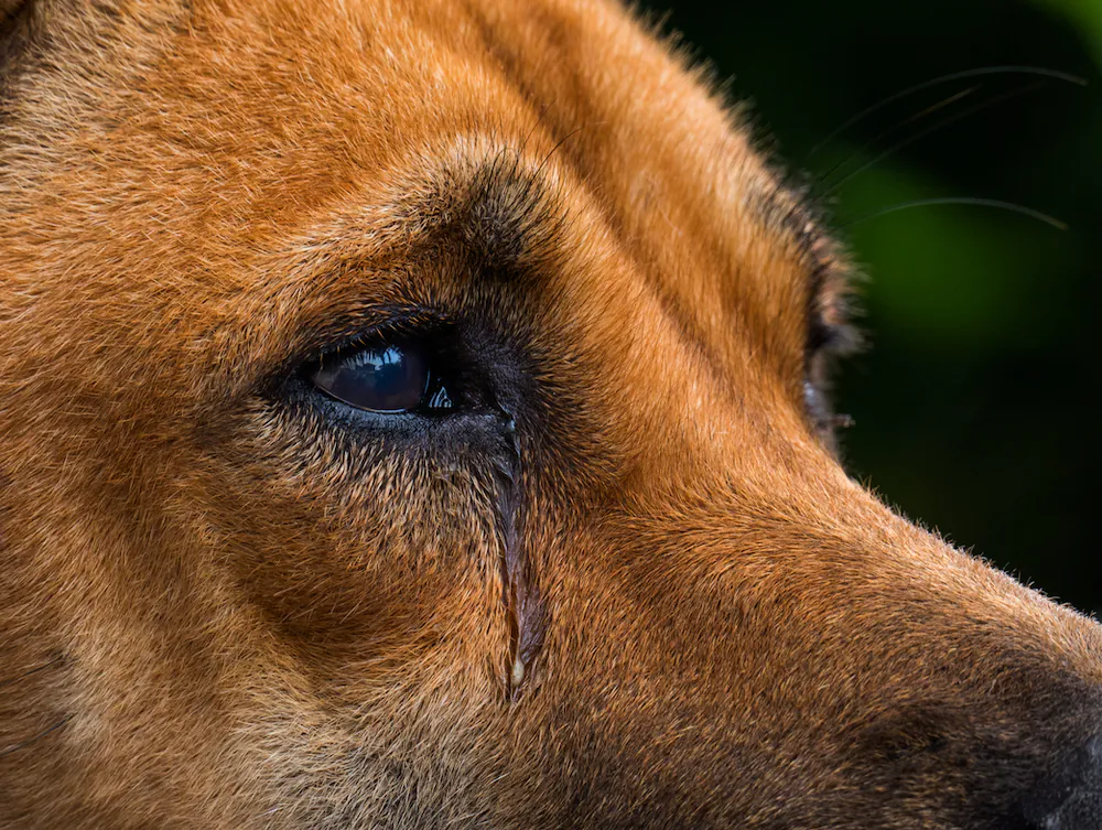 3 Arrested in Louisiana After Dog Found With Legs ‘Sawed Off’