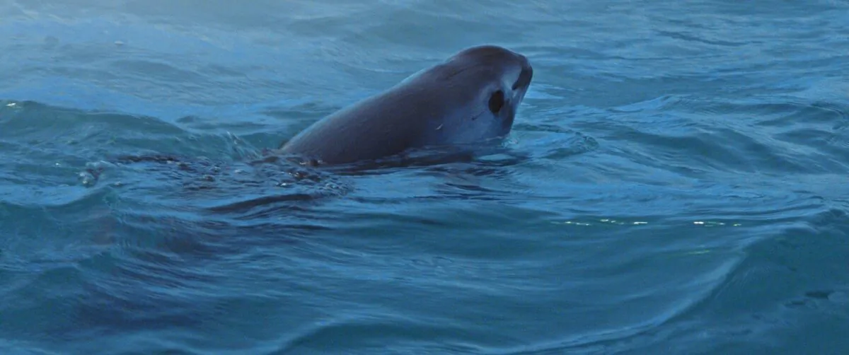 A vaquita, its species on the brink of extinction, in “Sea of Shadows.” (Terra Mater Factual Studios)