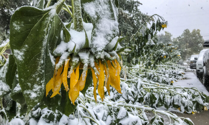 Sunflowers bow and break under the wet snow falling in Great Falls, Mont., on Sept. 28, 2019. Strong winds and heavy snow caused power outages and temporary road closures in northwestern Montana as a wintry storm threatened to drop several feet of snow in some areas of the northern Rocky Mountains. (Rion Sanders/The Great Falls Tribune via AP)