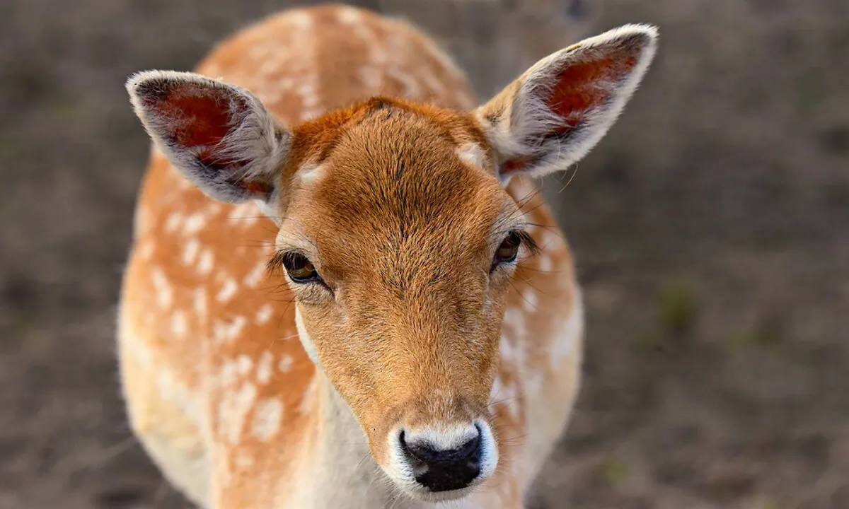 Stock image of a deer. (MabelAmber/Pixabay)
