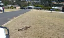 Community in Shock, Man Arrested After 20 Kangaroos Killed in Apparent Hit-and-Run Spree