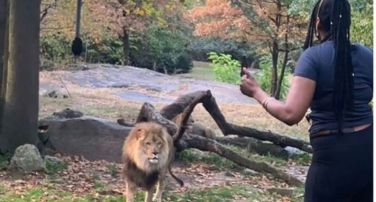 The Bronx Zoo says the woman who trespassed inside its lion enclosure on Saturday put herself in serious danger. (Courtesy of @realsobrino/Instagram)