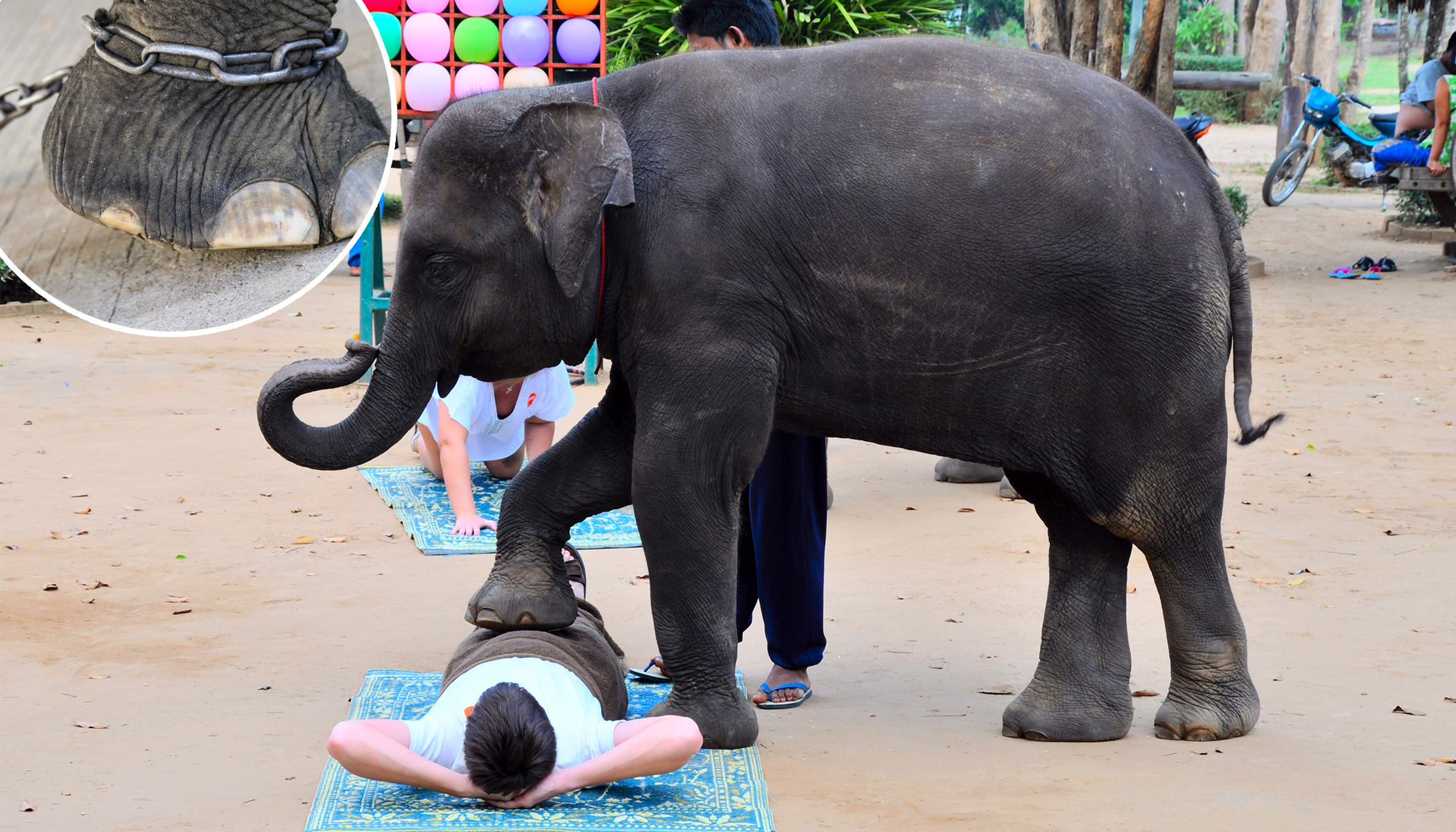 The Reason Tourists Should Boycott Elephant Massages in Thailand Is Truly Heartbreaking