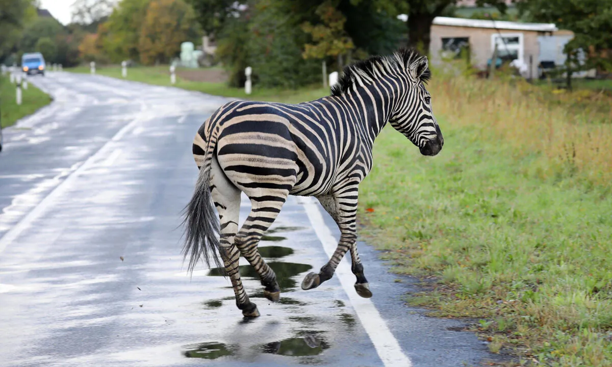 A zebra escaped from the circus and was shot dead on a highway. (Bernd Wuestneck/Getty Images)