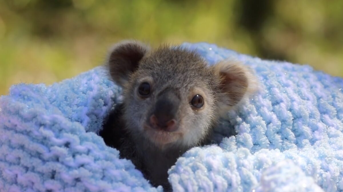 All About Koala Joey Elsa Melts Hearts