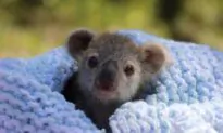 Koala Joey Elsa Melts Hearts as Keepers Forced to Intervene in Her Care