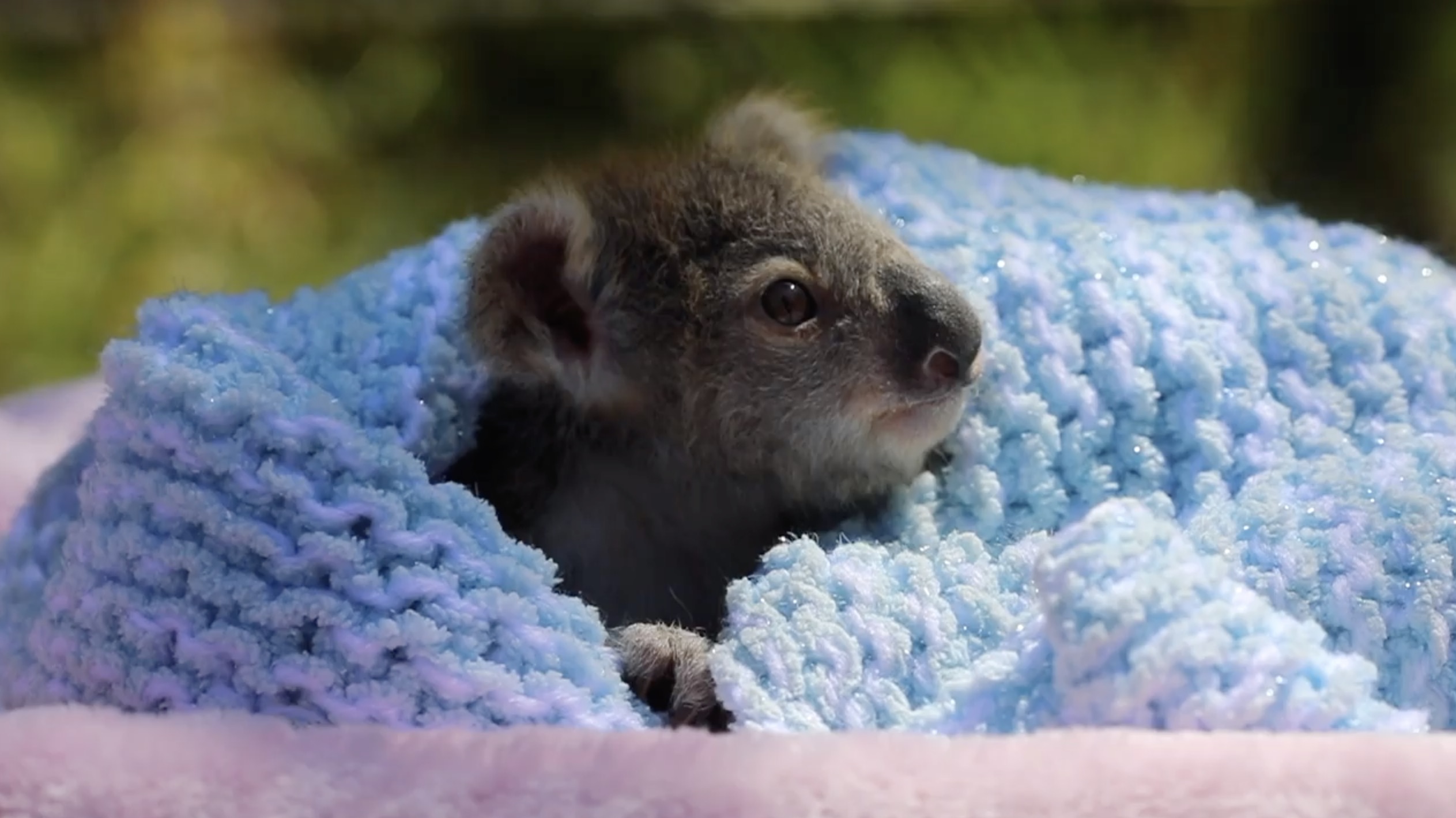 koala joey elsa australian reptile park