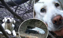 Female Dog Was Homeless and Living in Dense Brush–Then Rescuers Arrived and Found Her Secret