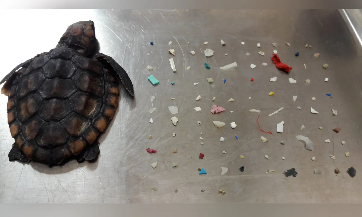 The tiny dead turtle washed ashore in Florida with 104 pieces of ingested plastic. (Pic courtesy City of Boca Raton, Gumbo Limbo Nature Center)