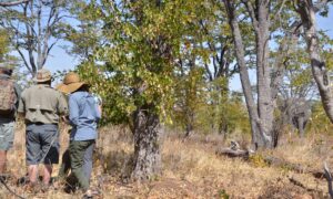 Walking Safari in Zimbabwe: Adventure Among the Beasts