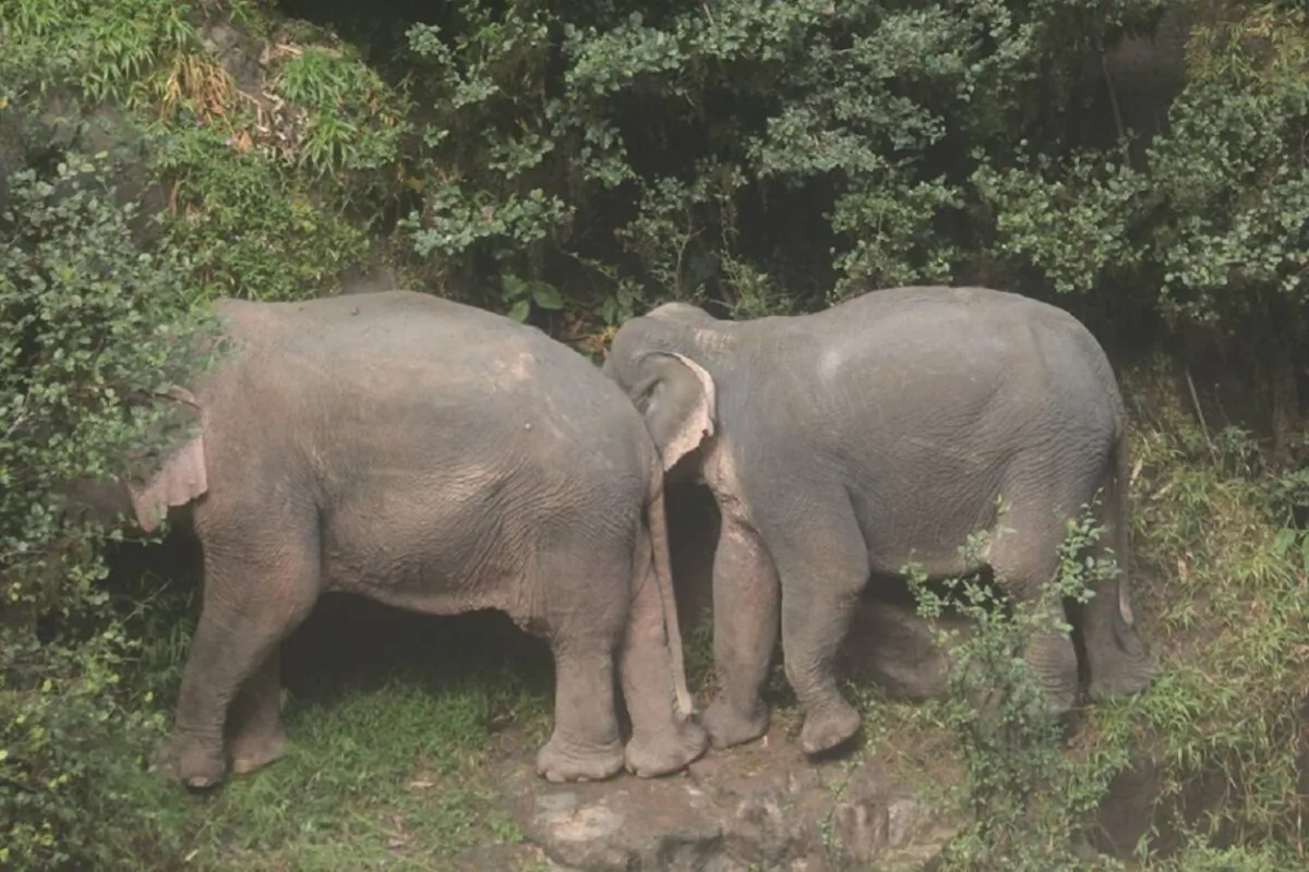 Two two surviving elephants were on one of the waterfall's tiers in Khao Yai National Park on Oct. 5, 2019. (Thailand Department of National Parks, Wildlife and Plant Conservation)