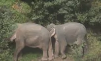 Elephants Plunge to Death While Trying to Rescue Elephant That Fell Into Water