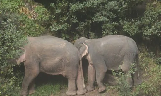 Elephants Plunge to Death While Trying to Rescue Elephant That Fell Into Water