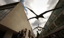 New Species of ‘Iron Dragon’ Pterosaur Found in Australia