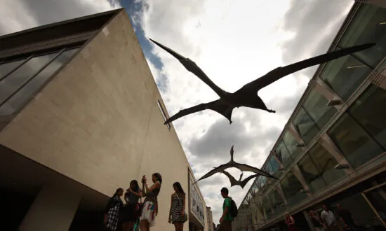New Species of ‘Iron Dragon’ Pterosaur Found in Australia