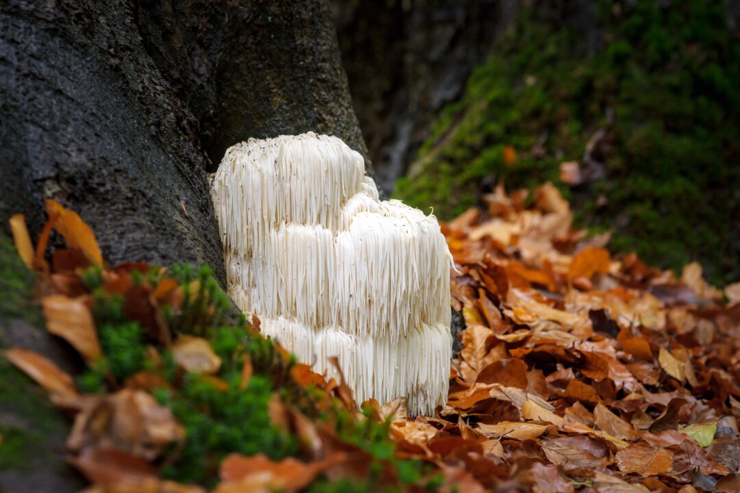 The rare, edible lion's mane mushroom, aka hericium erinaceus, has an unmistakable appearance. (Fotografiecor.nl/Shutterstock)