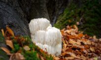 How Lion’s Mane Mushroom Benefits Your Brain
