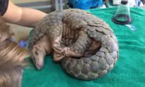 Australian Bear Charity Saves Its First Pangolin in Laos