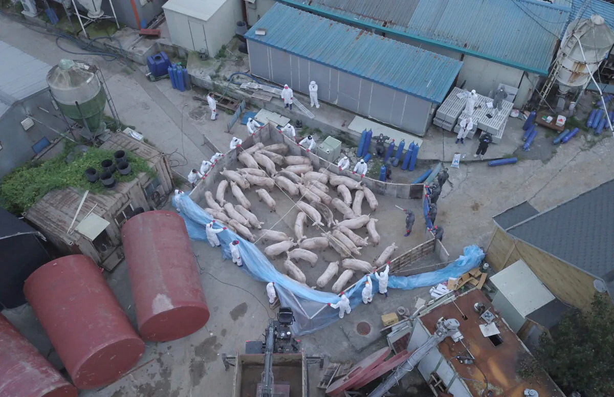 An aerial photo shows workers wearing protective suits and driving pigs to kill at a farm where pigs were confirmed to have been infected with African swine fever in Paju, a city near the inter-Korean border, on Sept. 17, 2019. (Yelim Lee/AFP via Getty Images)