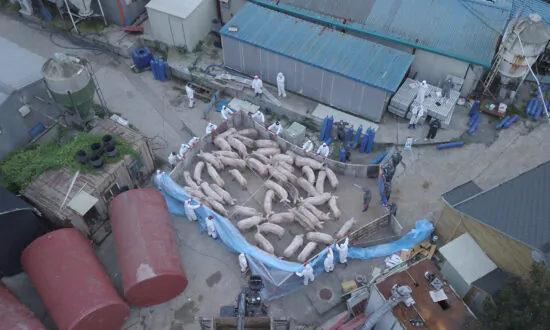 UN: African Swine Fever Spreading From China to Other Asian Countries
