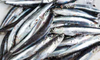 Secret Ingredient: Consider the Anchovy, 2 Ways