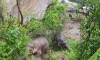 5 More Dead Elephants Found at Waterfall, Officials Say