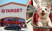 4-month-old Corgi Is Super Excited to Visit Target for the First Time, and Her Reactions Are Priceless