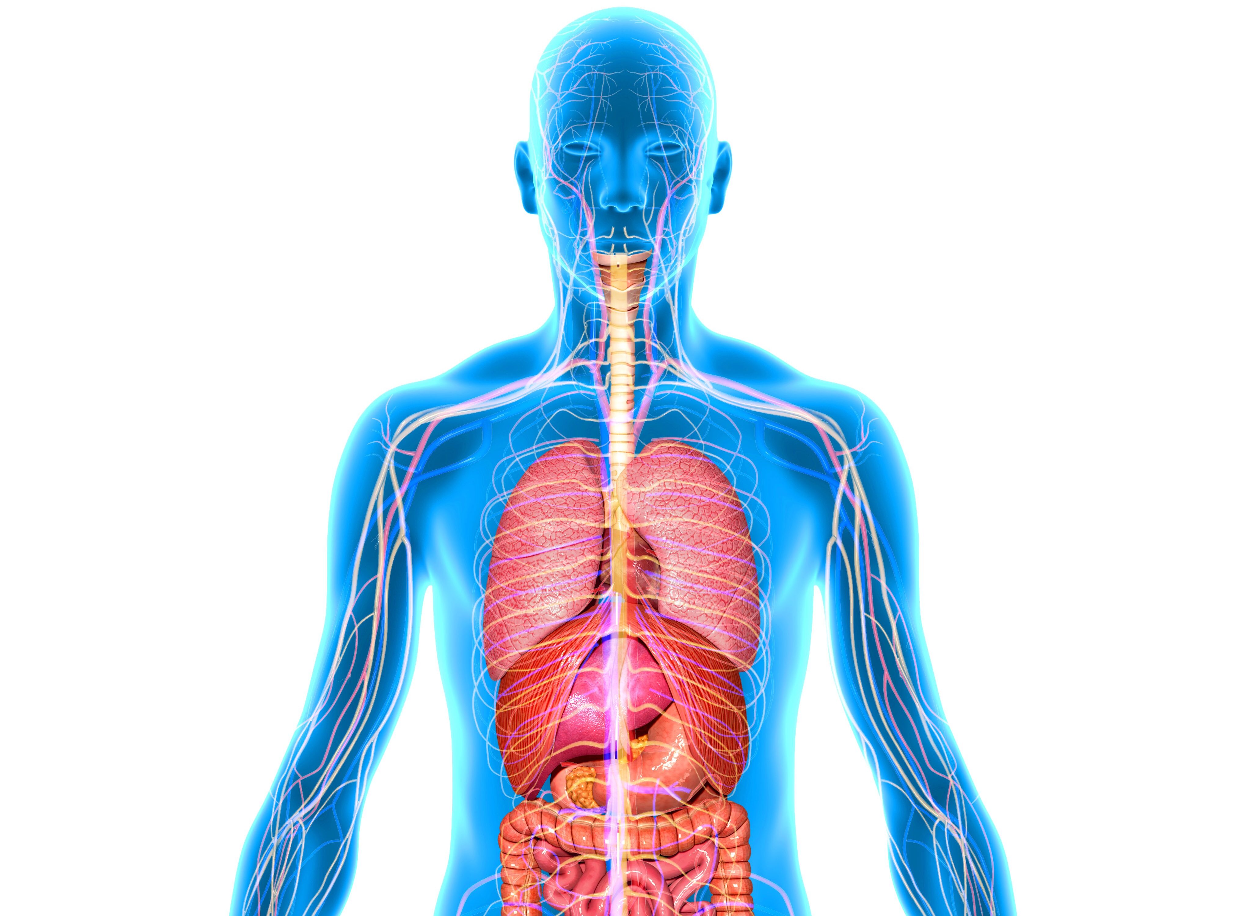 Силуэт тела человека с внутренними органами