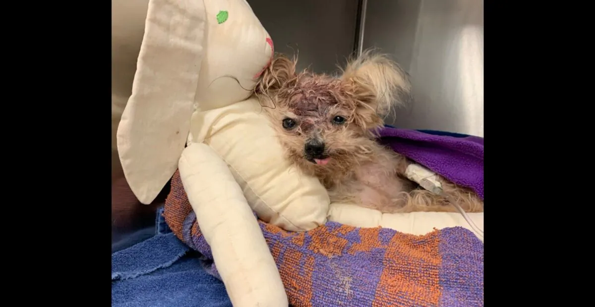 A small Yorkshire Terrier with a traumatic head injury has died after she was found in a North Philadelphia trash can on Oct. 3, 2019. (Philadelphia SPCA)