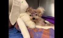 Small Dog Dies After Being Found in Trash Can With Severe Head Injuries