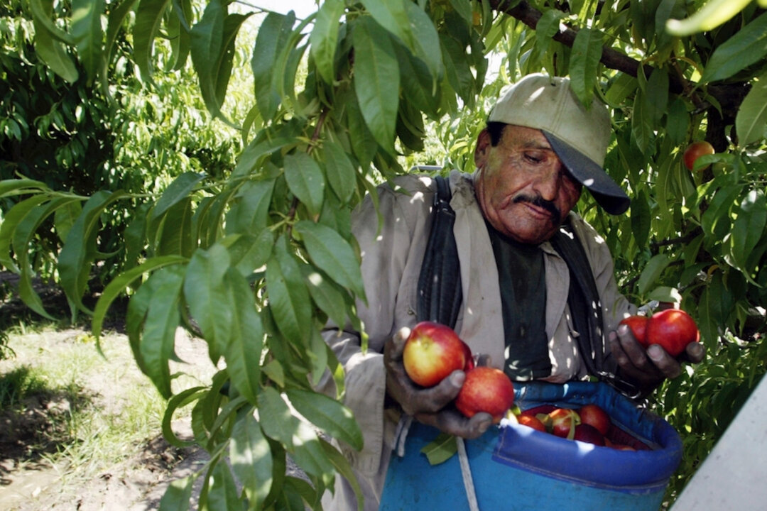 Worker Roberto Rosiles picks fruit at a Sand Hills Farms orchard in Arvin, Calif., on May 13, 2004. (Damian Dovarganes/AP Photo)
