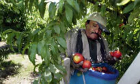 California Bans Pesticide Linked to Brain Damage in Children