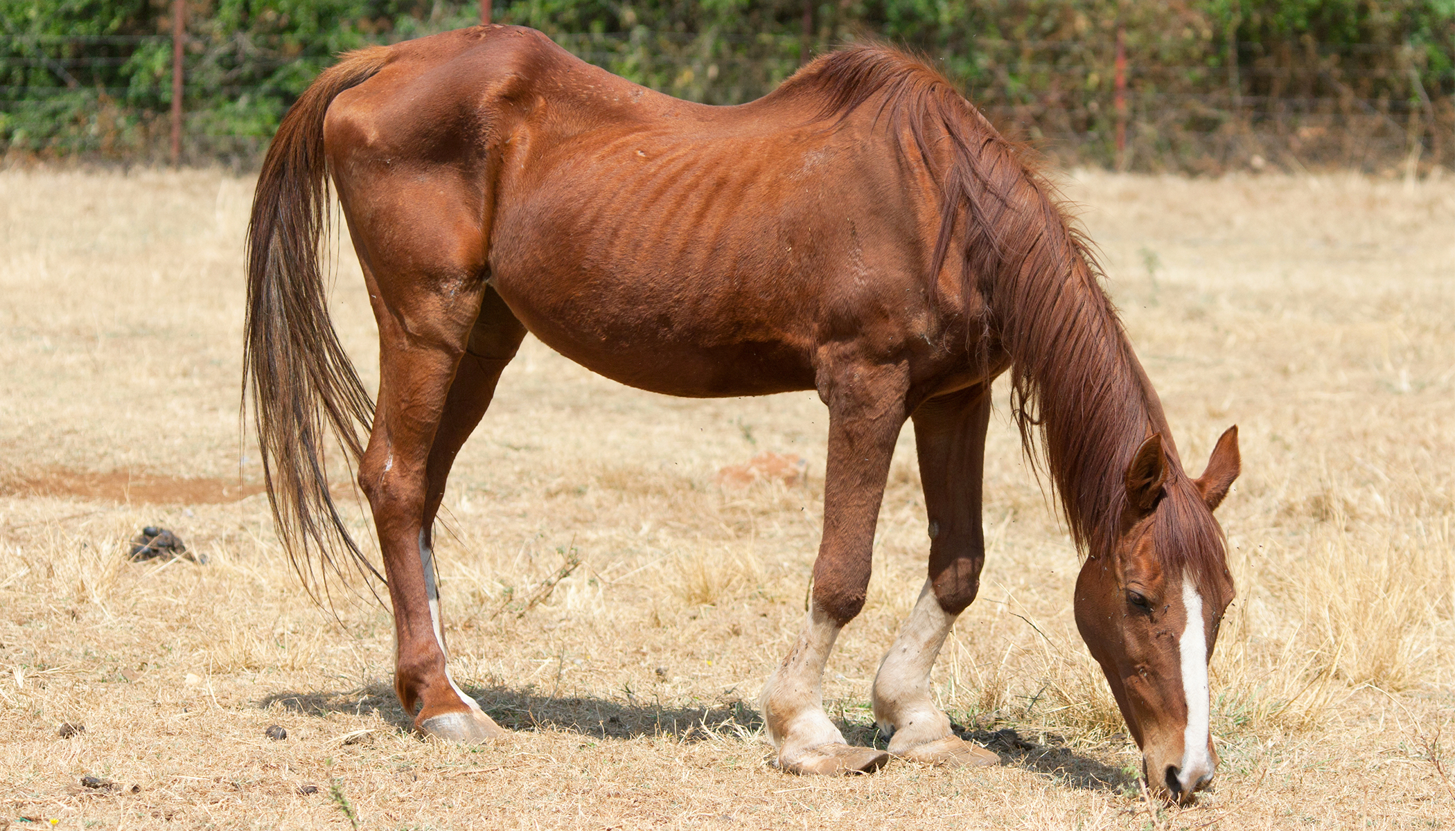 Rabbits News, Articles, Stories & Trends for Today