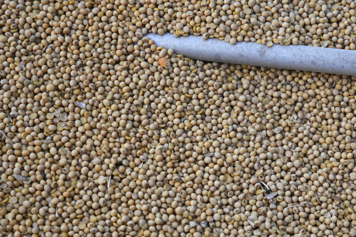 Soybeans sit in a truck as they are loaded at the Ruff Brothers Grain elevator in Leonore, Illinois, U.S. on July 6, 2018. (Daniel Acker/Reuters)