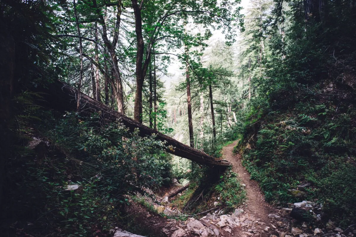 Tree fallen in forest. (Andy Mai on Unsplash)