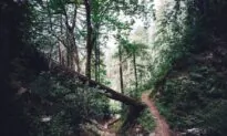 2 Teens Charged in Death of Ohio Photographer Killed by Falling Log
